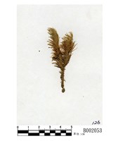 藏品(南亞白髮苔)的圖片